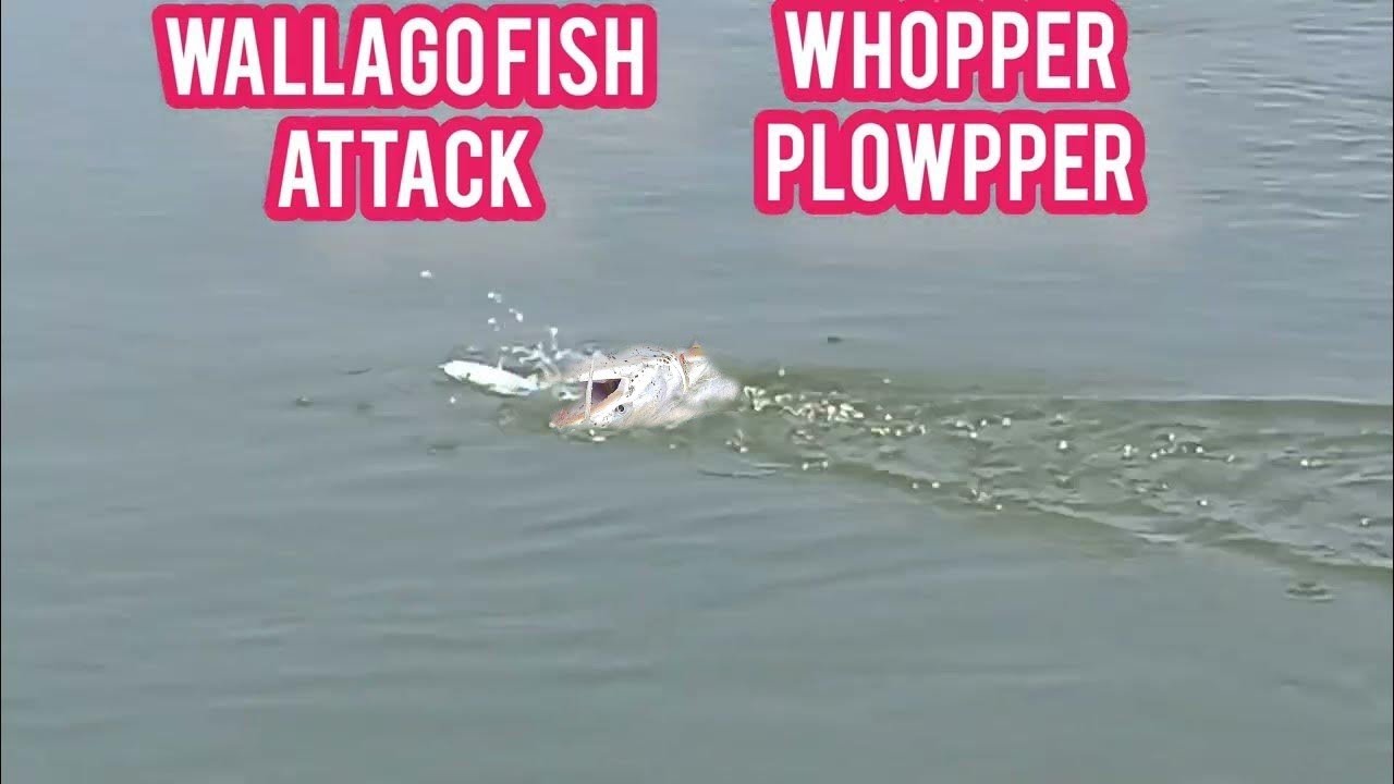 Wallago attu fishing pathan fish catching||वालागो अट्टू मछली पकड़ना #mdkhjufisherman