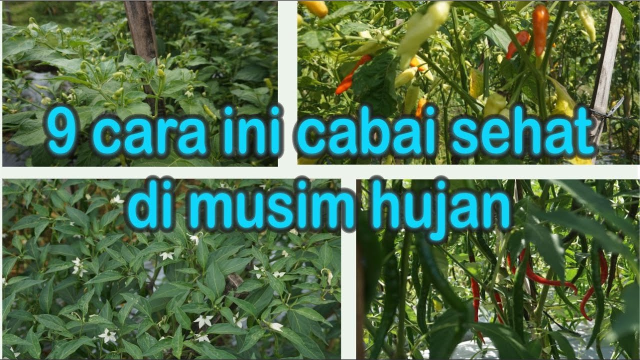 9 Tips cara tanam cabai musim hujan agar tidak gagal panen