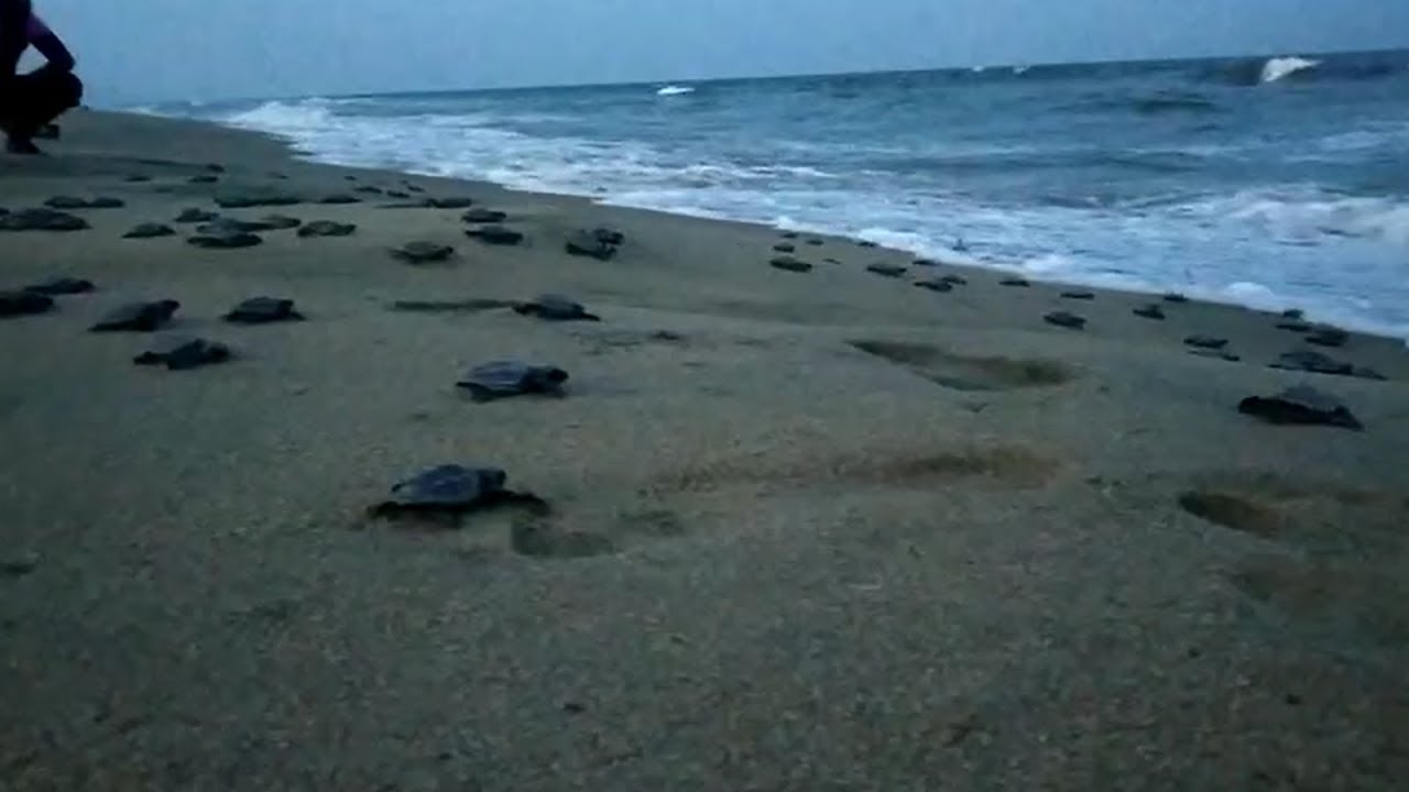 Chennai: Olive Ridley Sea turtle hatchlings released at Besant Nagar Beach