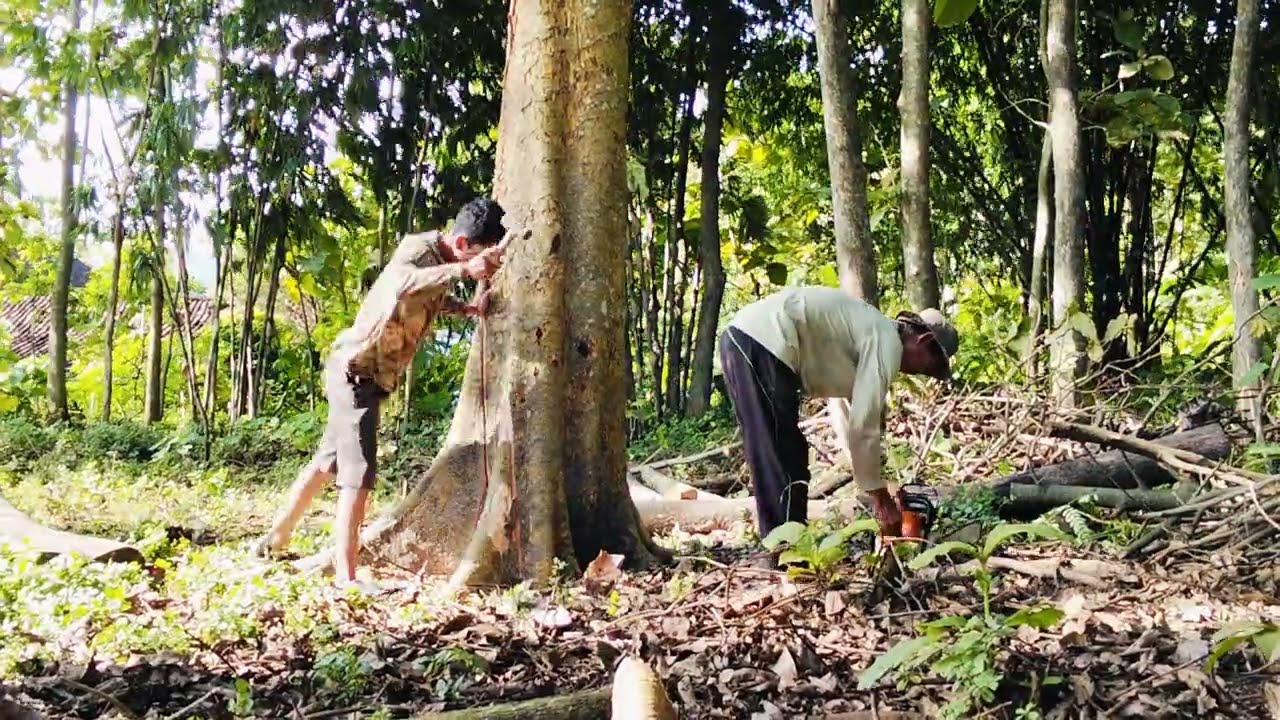 TEBANG POHON WERU BESAR DENGAN CHAINSAW MINI DEKAT RUMAH..!!