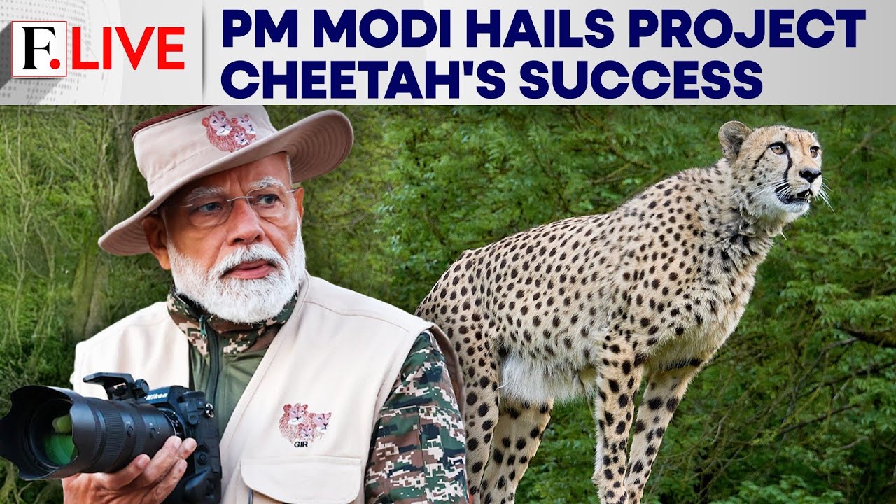 PM Modi Celebrates India&rsquo;s Project Cheetah Success Story | Firstpost Live | N18G