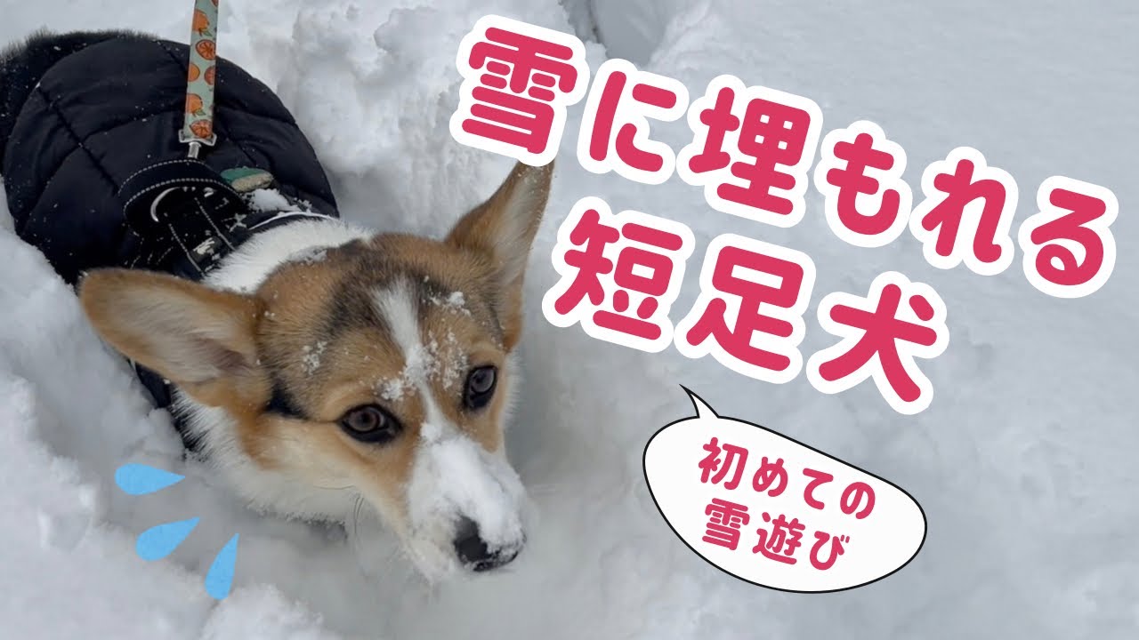 【コーギー】初めての雪遊び！【成長記録】