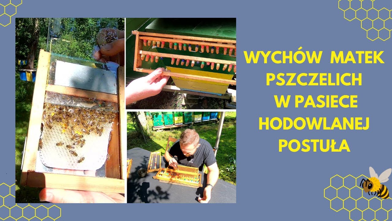 WYCHÓW MATEK  - PASIEKA POSTUŁA #pszczoły