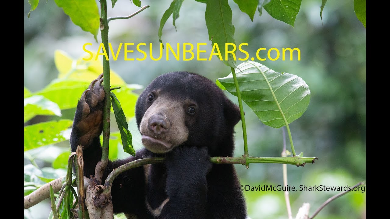 Saving Borneo's Sun Bears
