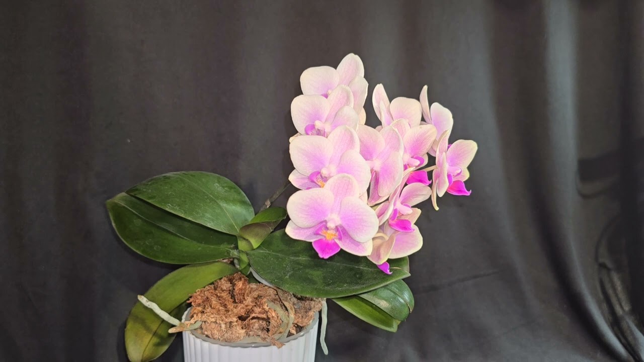 Interview Rick L. Orchids