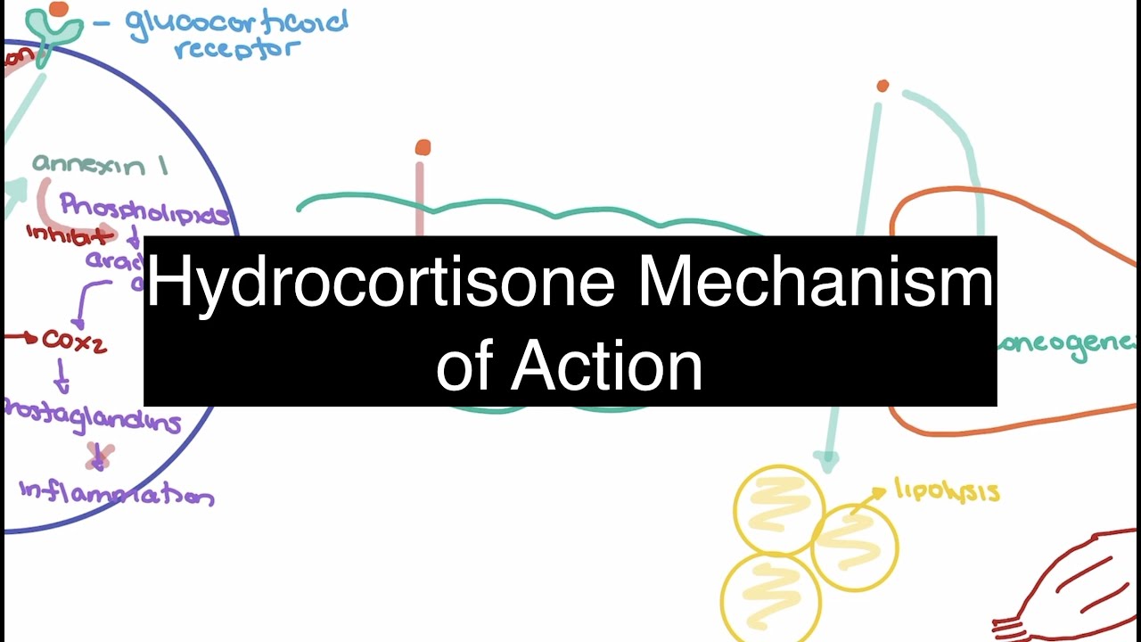 Hydrocortisone Pharmacology