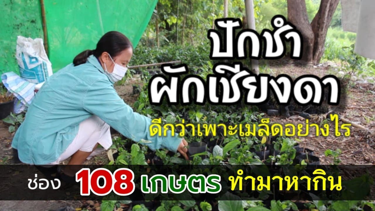 ปักชำผักเชียงดา-การเกษตรอินทรีย์ สร้างรายได้ตลอดปี  กลุ่มเกษตรกรฮักน้ำจาง บ.นากว้าวกิ่ว อ.แม่ทะ ลป.