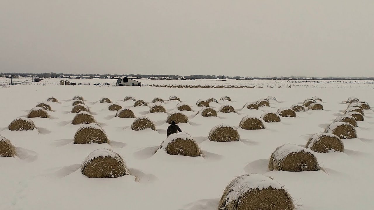 Bale Grazing | Crowfoot J Ranch & Meats