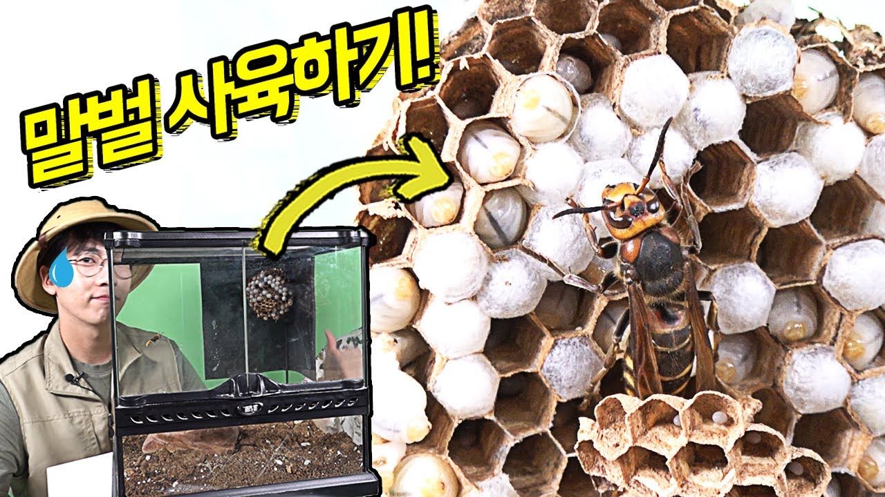 여왕말벌 사육장 만들기! 말벌을 키워보자!!