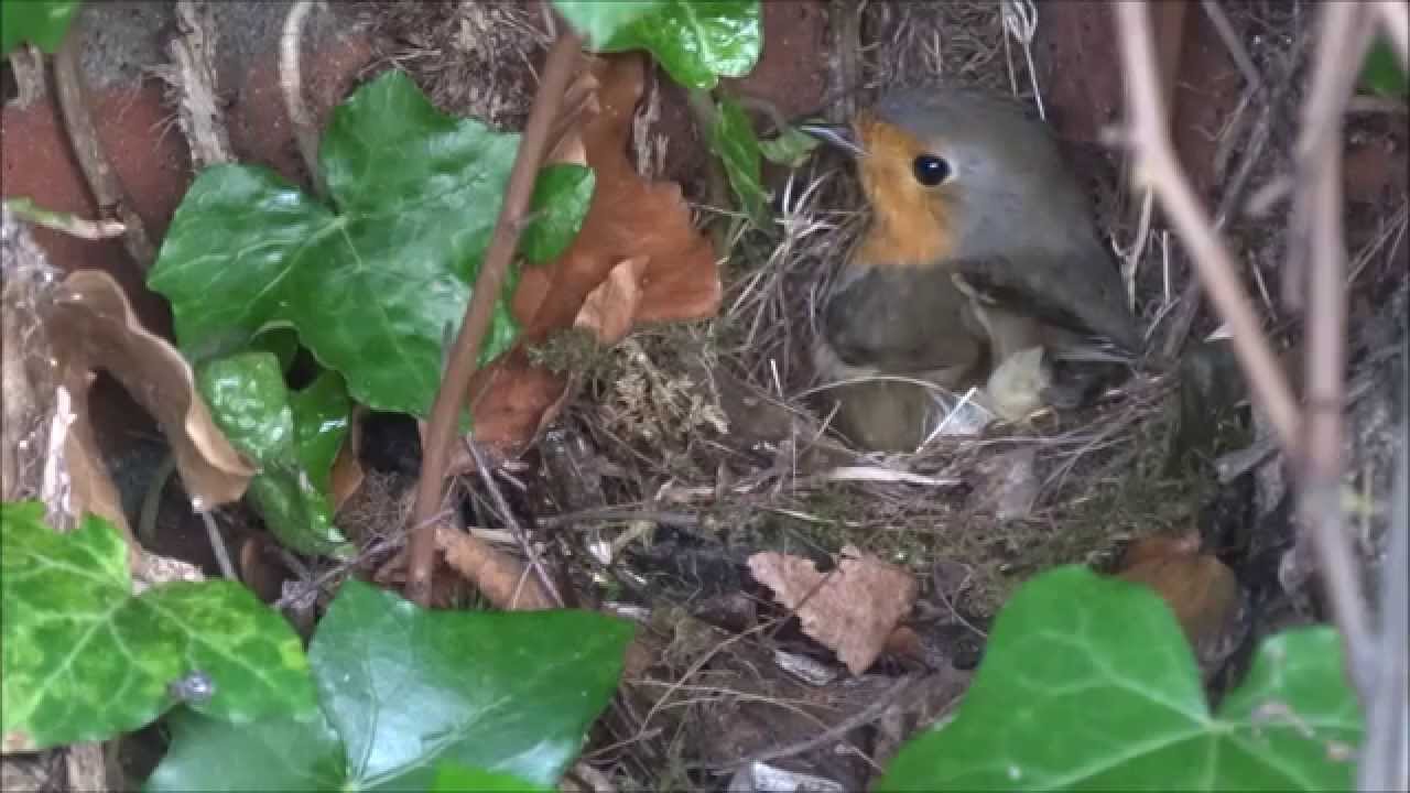 Roodborst bouwt nest (in de tuin)