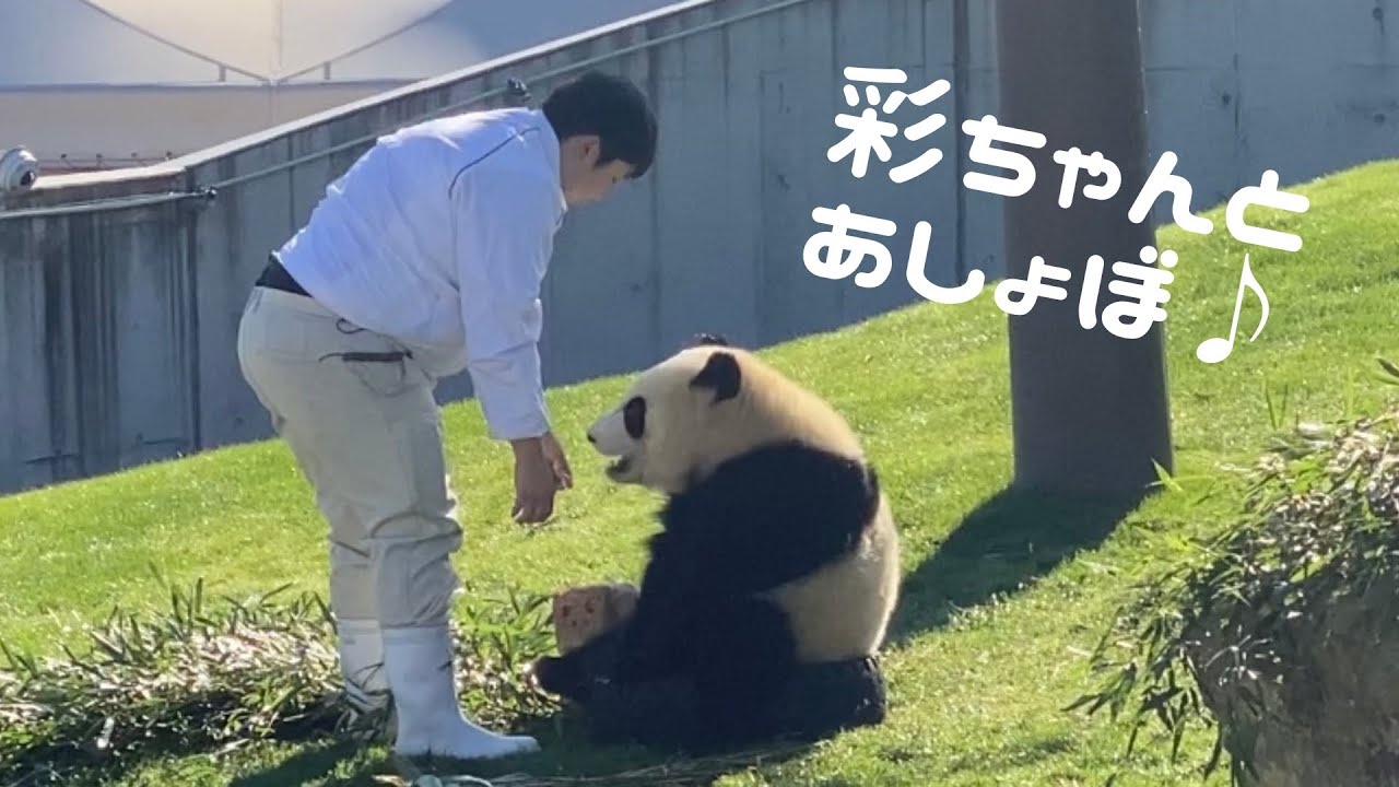 【飼育員さん大好き❤後追い 子パンダ 彩浜 🐼】アドベンチャーワールド ジャイアントパンダ
