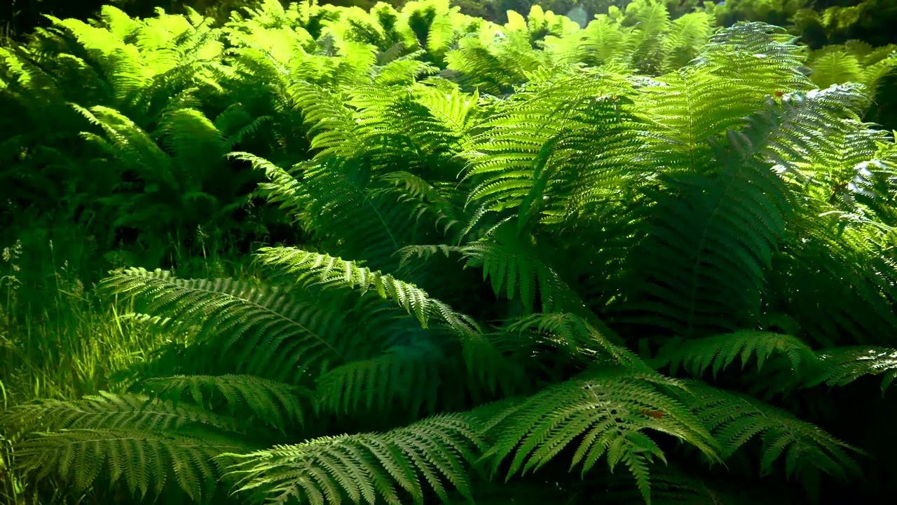 Swedish Forest - Birds Singing - Relaxing Nature Video & Sounds