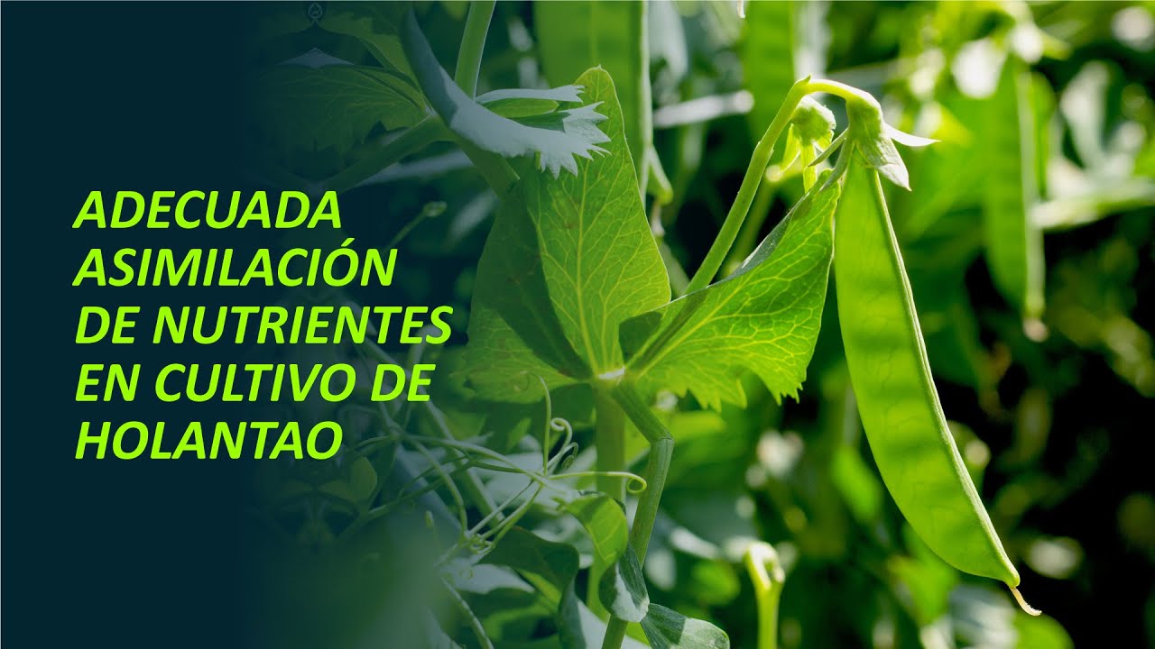 Maximizando el rendimiento en el cultivo de holantao