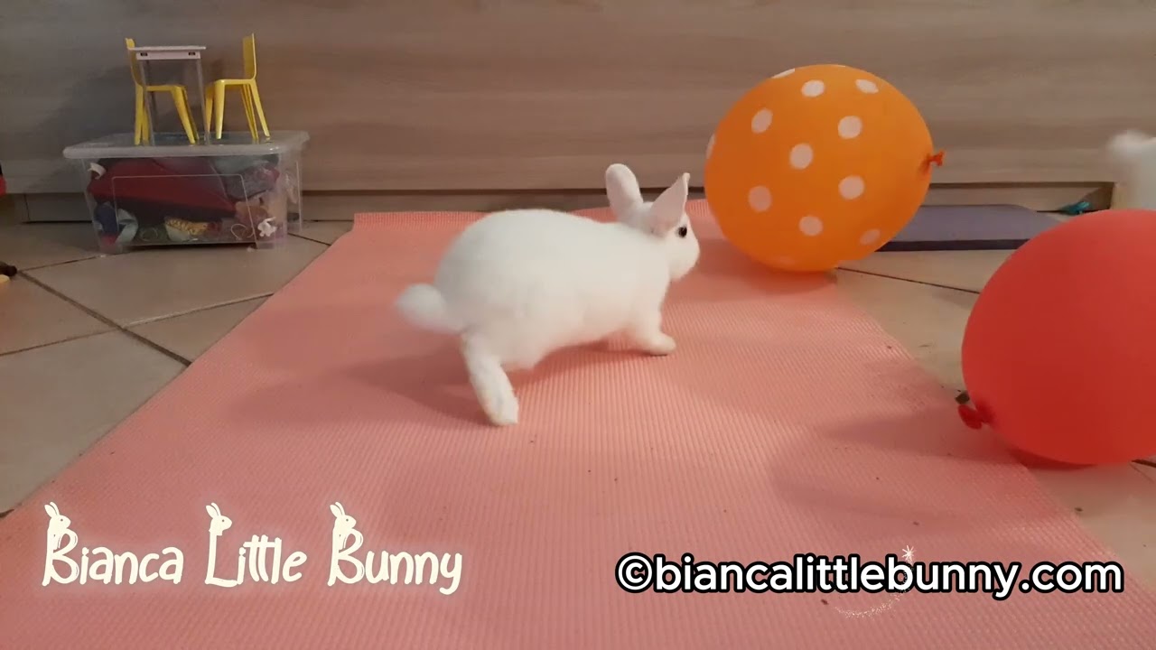 🎈Palloncini Pazzi e Verdure Croccanti: Bianca e Neve Scatenate nel Gioco! 🐰💥