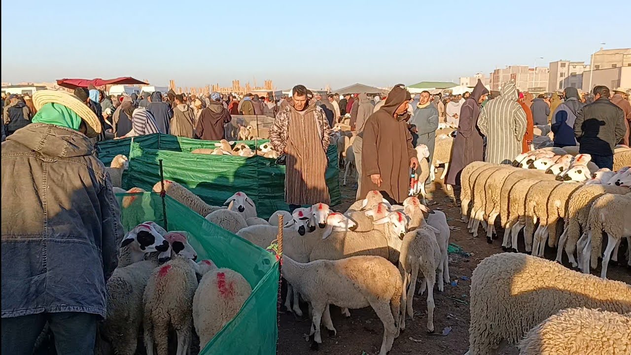 مباشره من سوق الأثنين قلعة السراغنة بتاريخ 2024/12/23 مع أتمنة خروف وخروفة والله يرحمنا برحمته