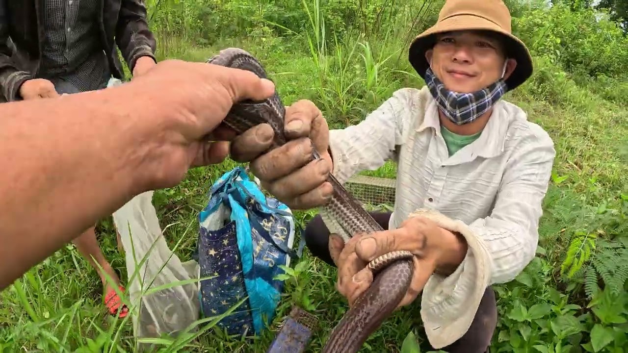 Một buổi đi thăm bẫy rắn yên bình giữa cánh đồng quê | MGQ #05