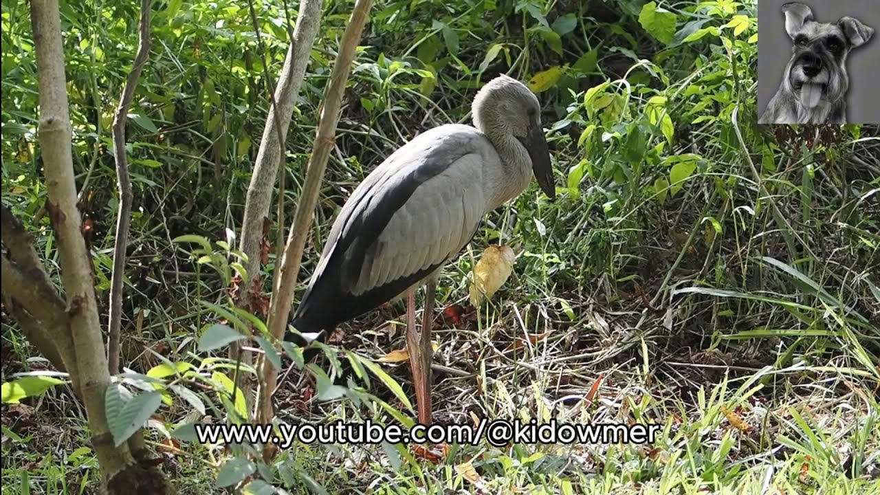 A lone ASIAN OPENBILL foraging on garden snails, Singapore