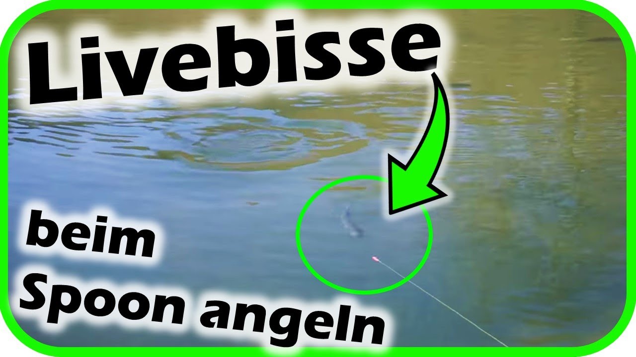 LIVEBISS beim Spoon angeln auf Forelle ! Forellenpark TIPPS und TRICKS f&uuml;r Anf&auml;nger!