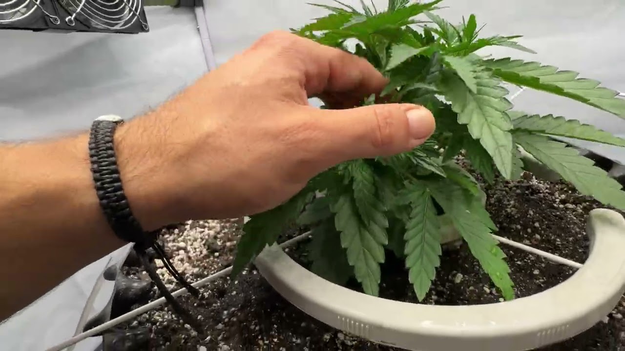 Amnezia Haze Auto - Sacred Soil