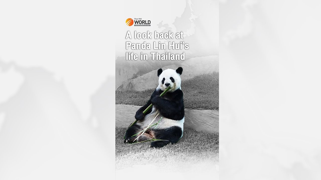 A look back at Panda Lin Hui’s life in Thailand