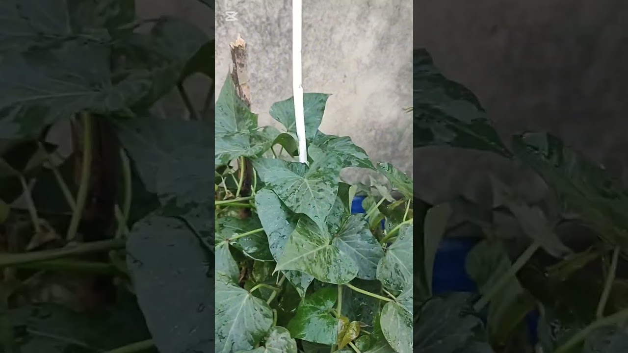 ছাদ বাগানের হারভেস্ট চার রকমের শাক ও  Nanumoni's Kitchen 