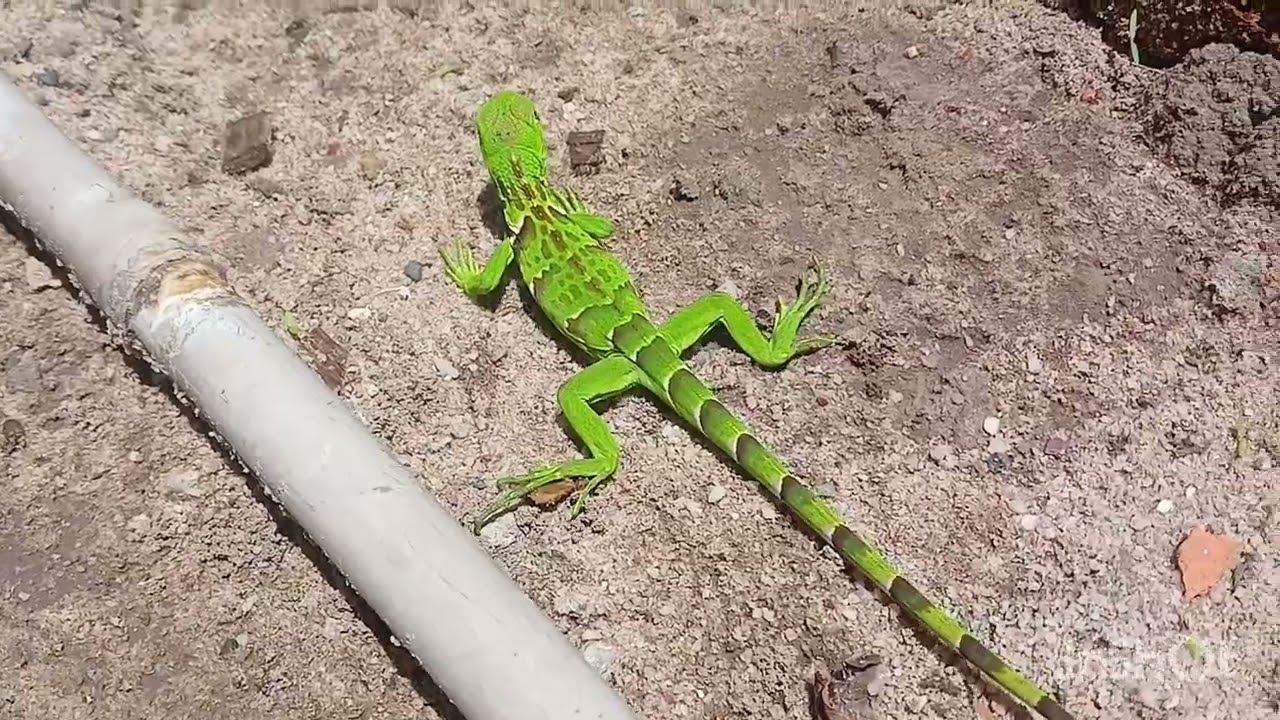 Camaleão na porta de casa 