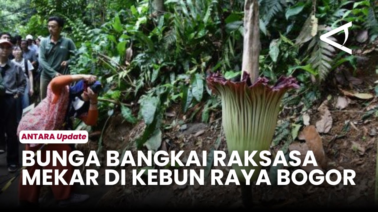 Langka! Bunga Bangkai Raksasa Mekar Sempurna di Kebun Raya Bogor Setelah 12 Tahun
