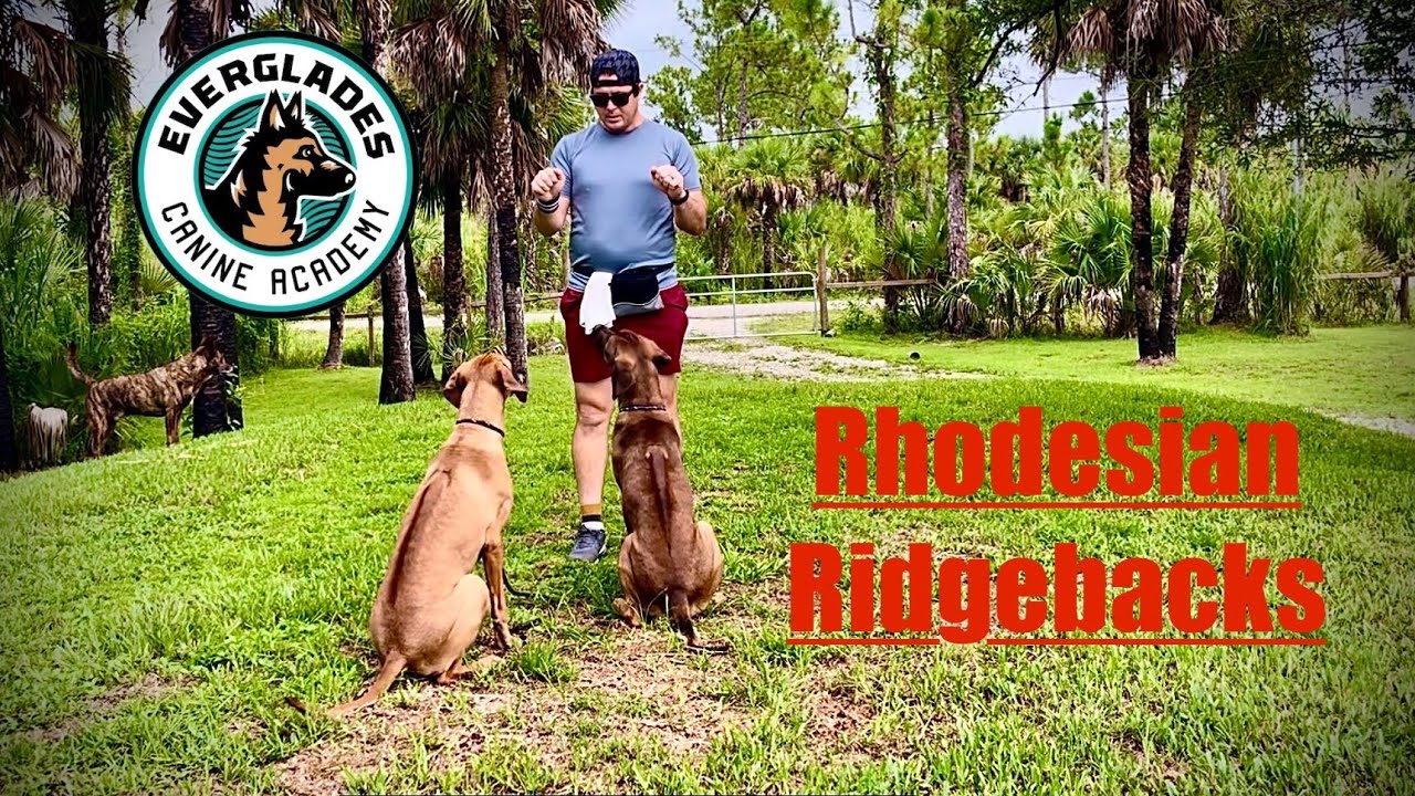Have You Ever Seen A RHODESIAN RIDGEBACK Dog? | Beautiful Breeds | Food Motivated | Gentle Dogs