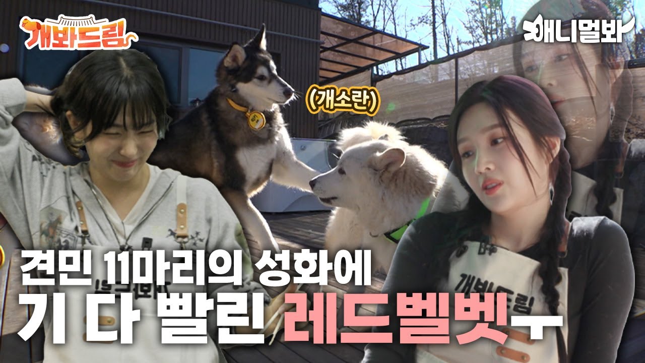 В напряженный день с Doggos, вот и Red Velvet