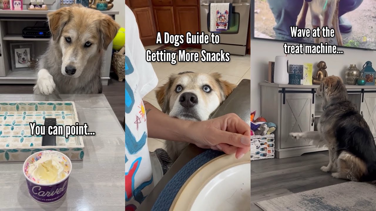 A Dogs Guide to Getting More Treats