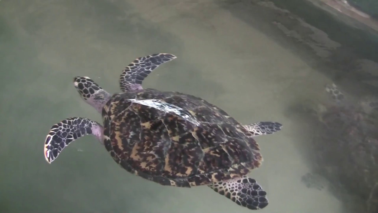 Endangered Sea Turtles of Sri Lanka