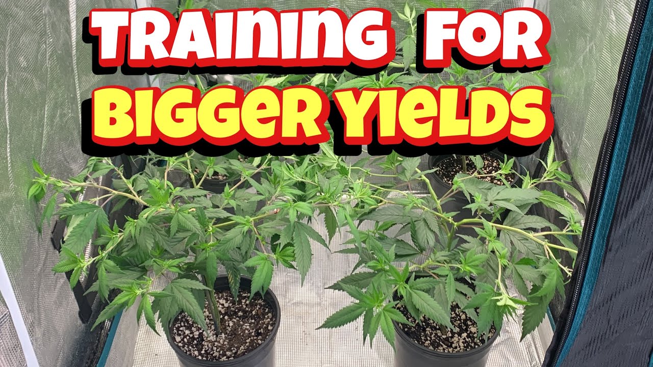 TRAINING FOR BIGGER YIELDS , LST vs SUPERCROP