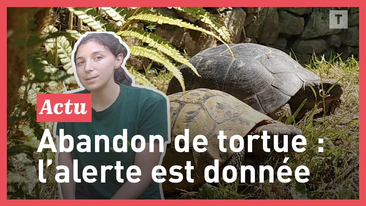 Abandon de tortue : le Terrarium de Kerdanet sonne l'alerte