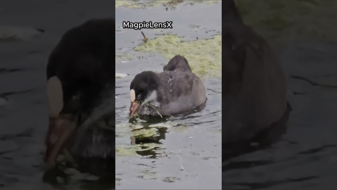 Coot slow motion 4K Fulica atra Europe Łyska #bird #magpielensx #duck