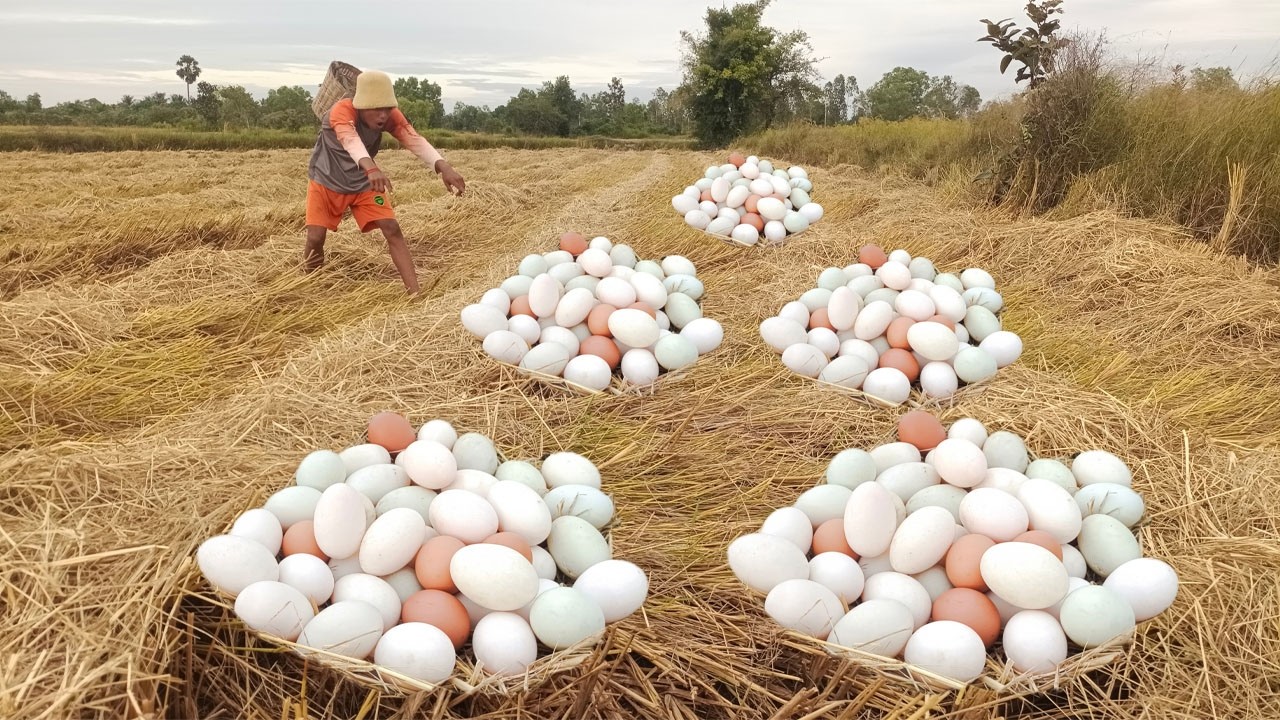 Wow wow! Pick lots of duck eggs near the water's edge, picking the best ones by hand