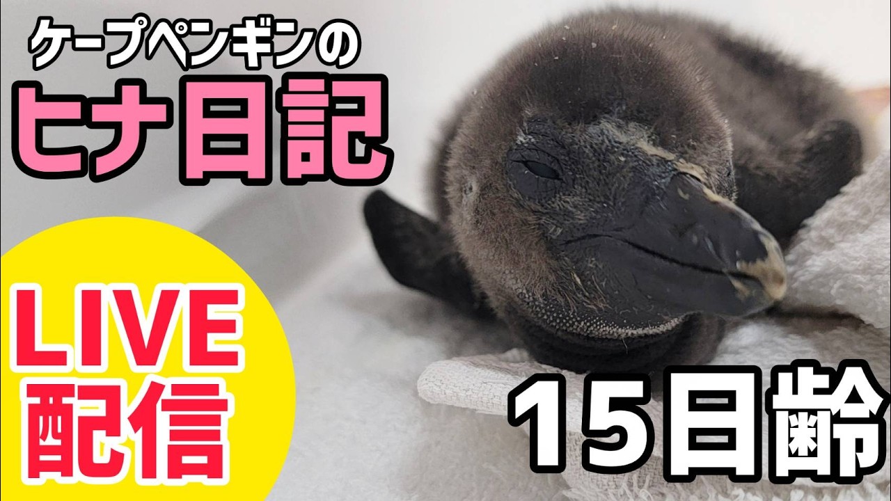 【LIVE配信】ケープペンギンのヒナ日記「15日齢」【劇団ペンターズ】#live #penguin #ペンギン