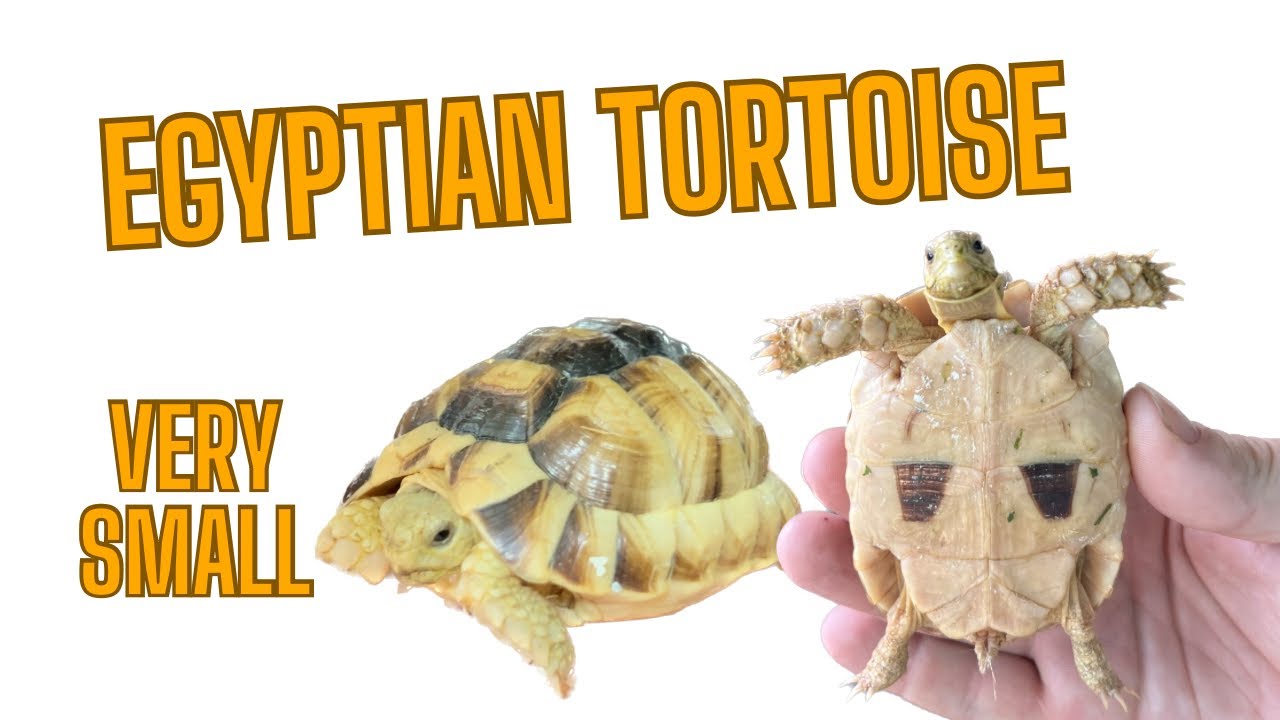 Egyptian Tortoise Species Spotlight