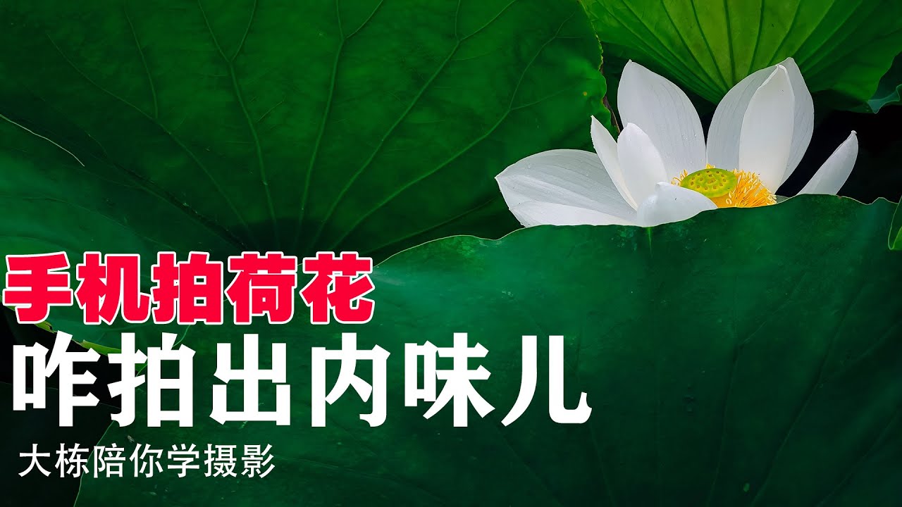 手机拍荷花怎样拍出内味，用那颗镜头？用什么角度？