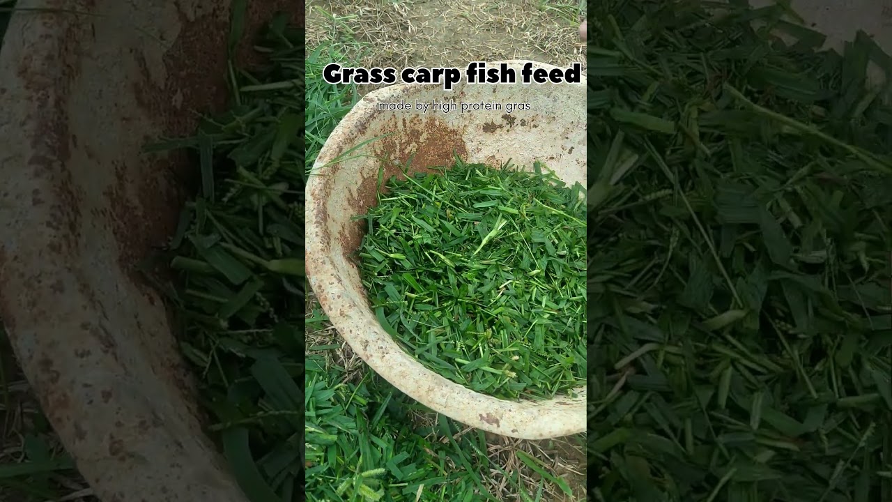 Grass carp fish feed ,made by high protein grass .#fishing #kishan #viral #youtube #farming #video