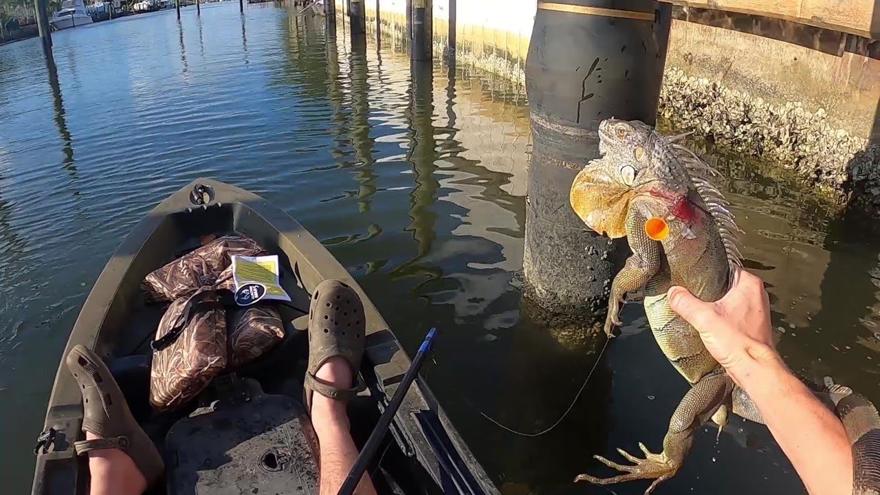 Blowgun Hunting Iguanas In WEST PALM BEACH