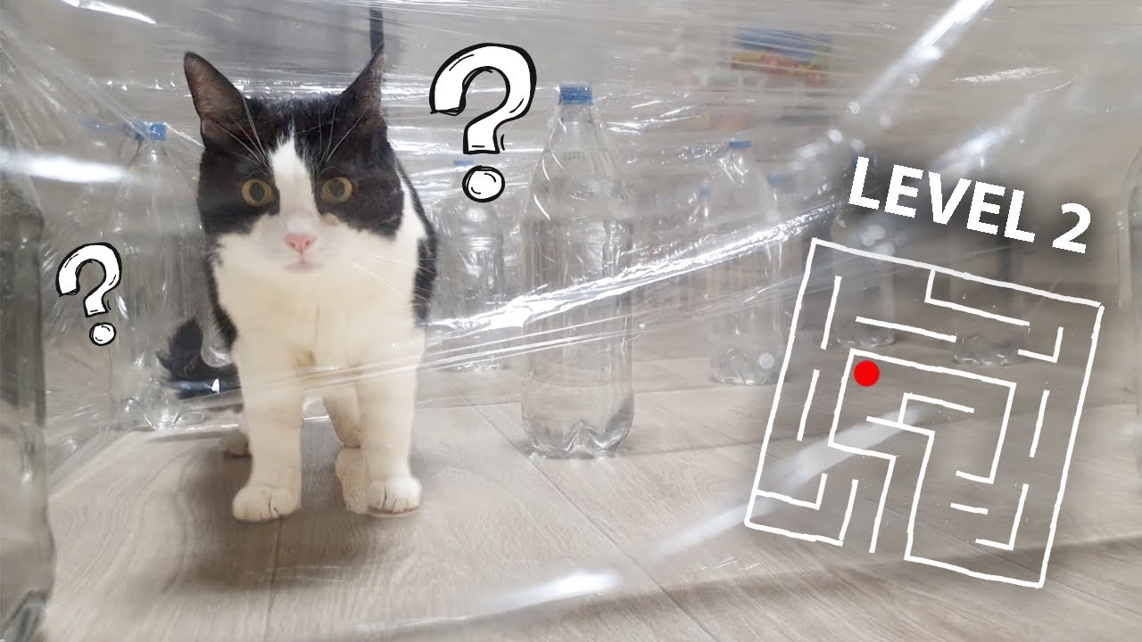 Невидимый лабиринт для кота. 3 уровня.