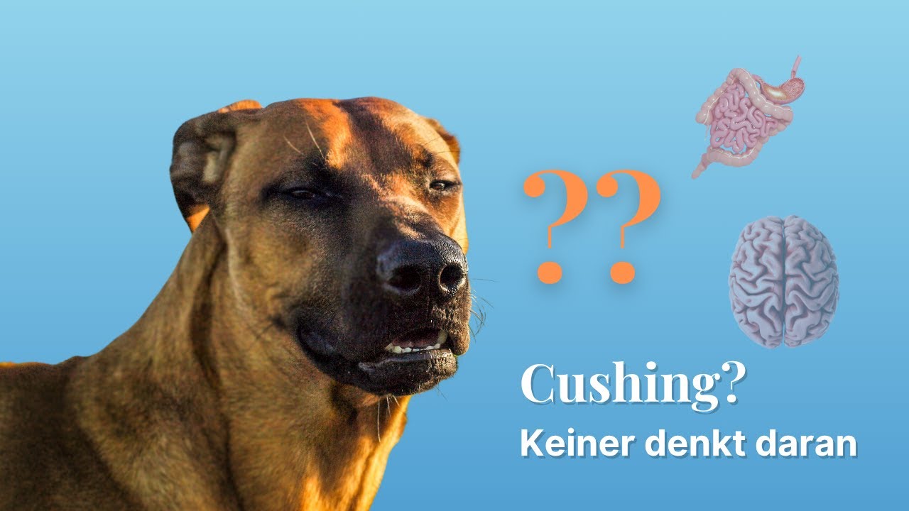 Cushing beim Hund – wenn Symptome nicht zusammen passen