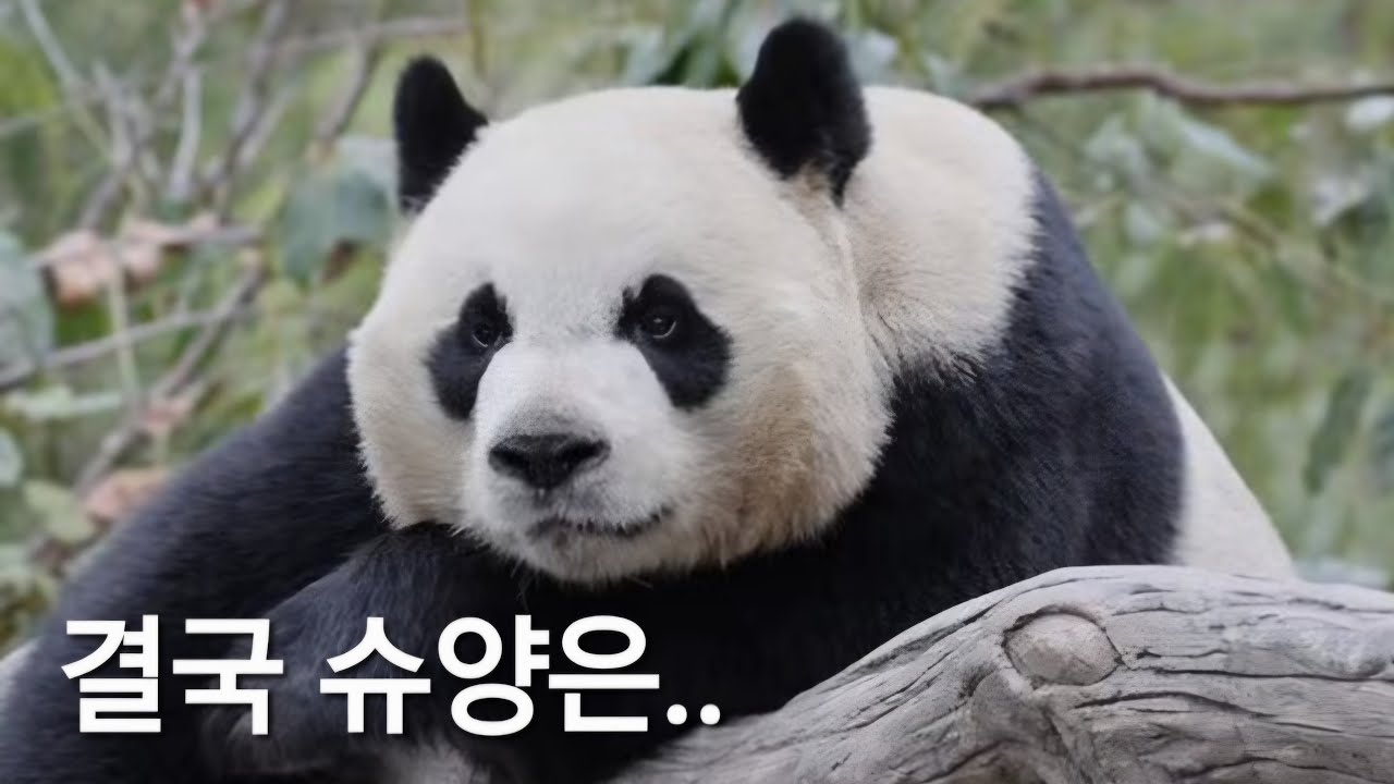 3.18 슈양을 떠나보낸 자들의 비열한 공격.. #푸바오 #슈양 #에세이삼촌