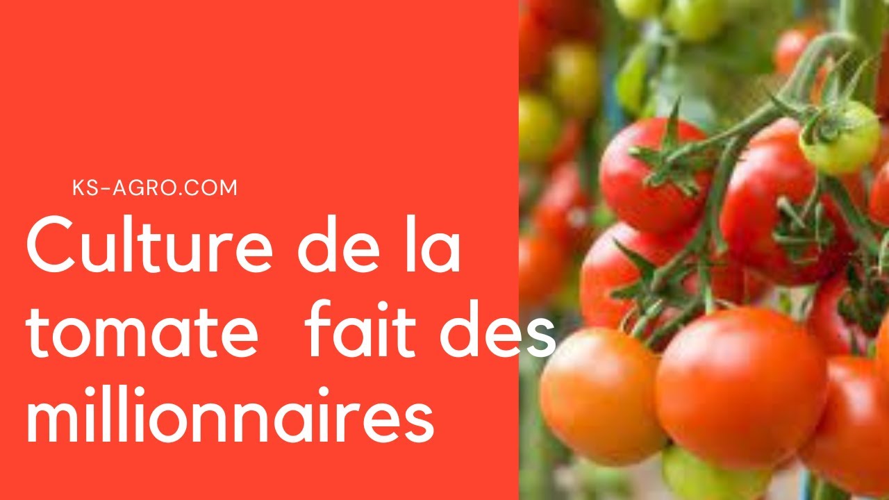 Agriculture maraîchère :comment réussir la culture de la tomate?