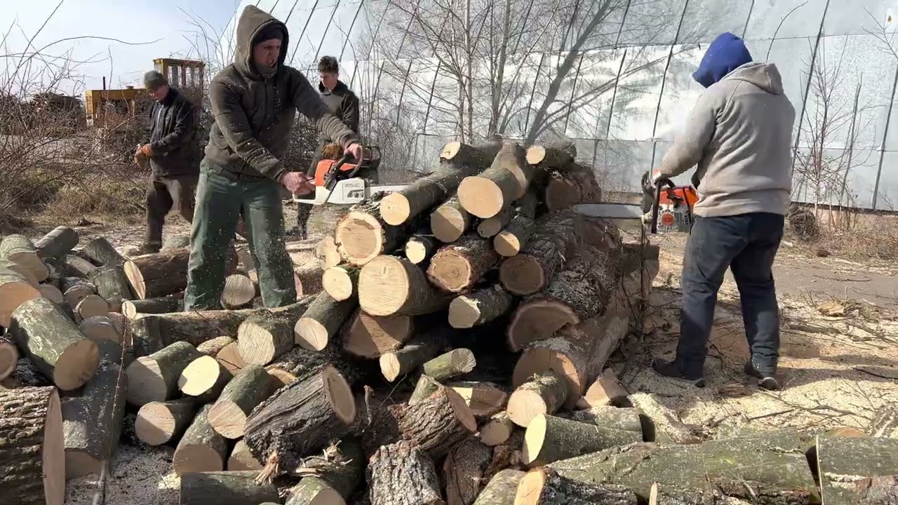 🌳🌳🌳STIHL MS361🪵🪵🪵🪓🪓🪓