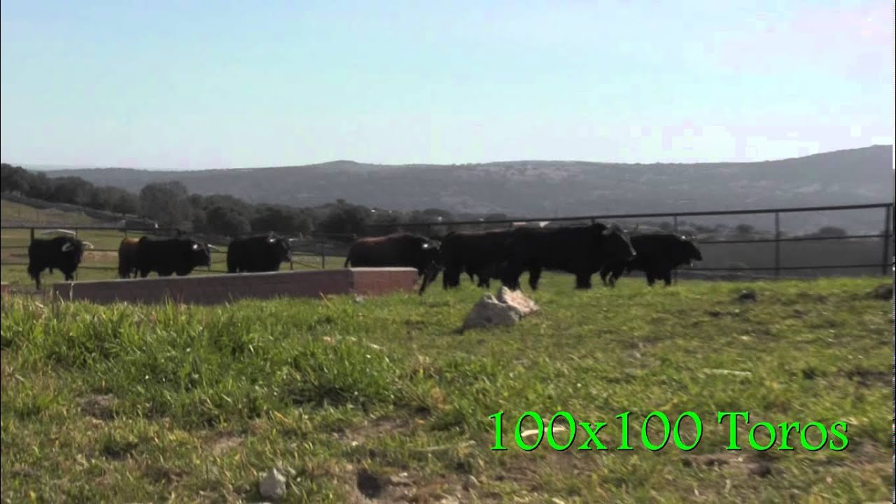 Ganaderia de Victoriano del Rio en la Finca El Palomar