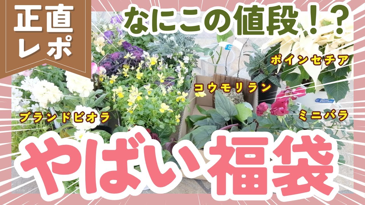 【お得すぎて思わず二度見した‼️】すごい苗の福袋を全部見せます！カゴを使った寄せ植えアレンジも
