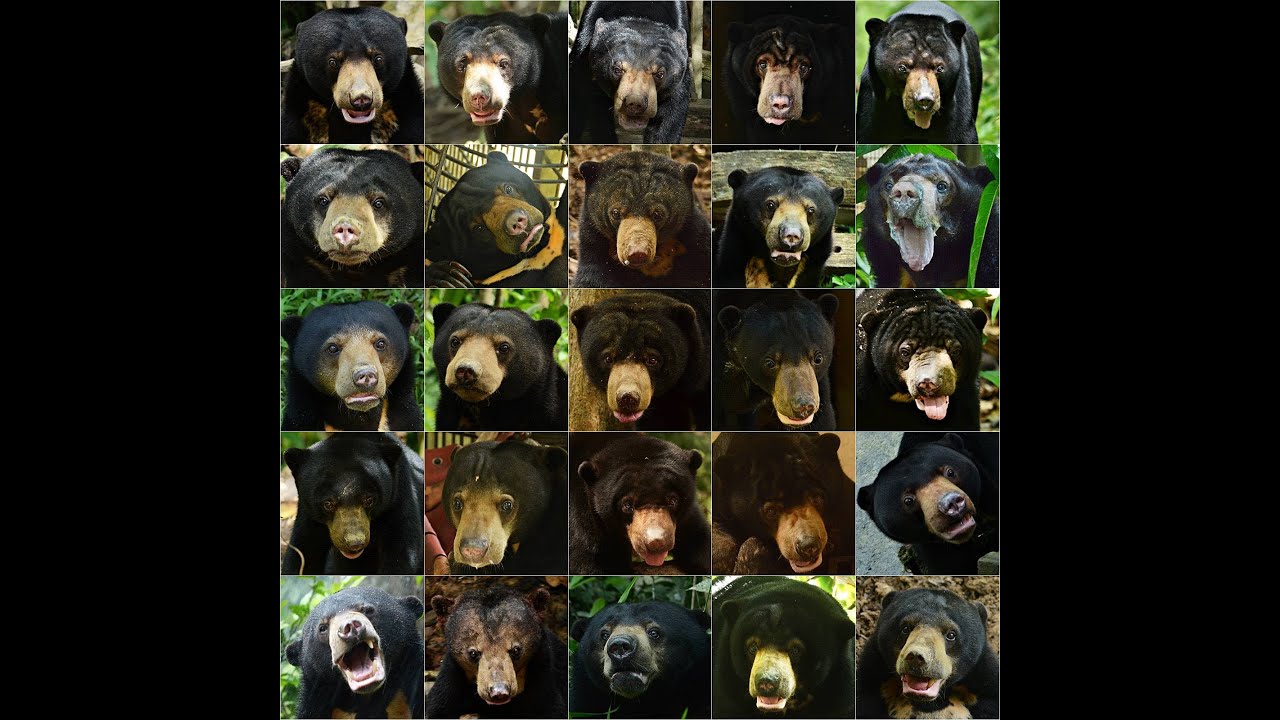 Saving Sun Bear | Singing of Freedom | BSBCC