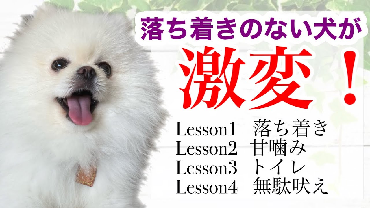 【犬 しつけ】わんぱくなポメラニアンをプロのトレーナーに預けてみたら＊夏季講習編＊｜ふわもこな犬猫兄弟