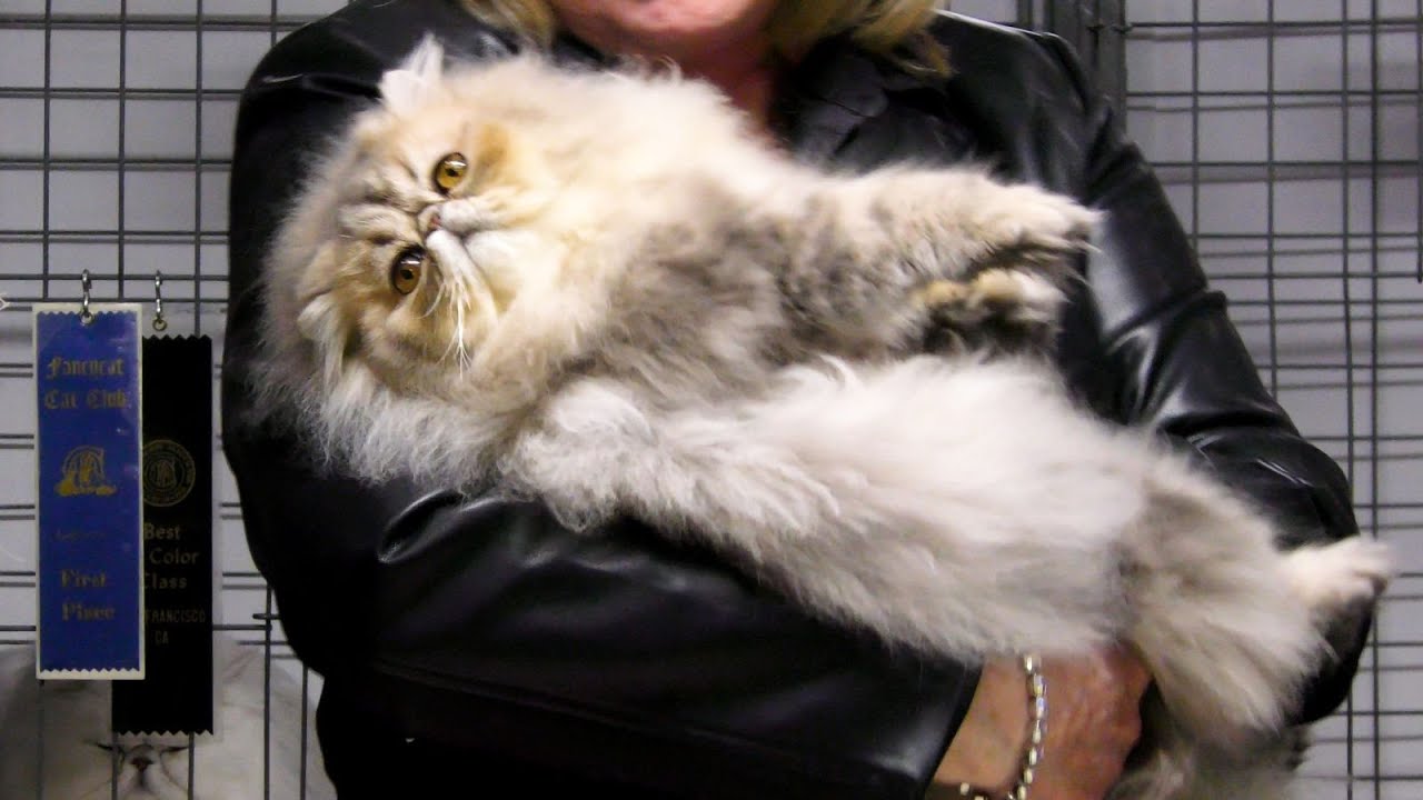 San Diego Cat Fanciers Show 2026 at the Del Mar Fairgrounds in 4k